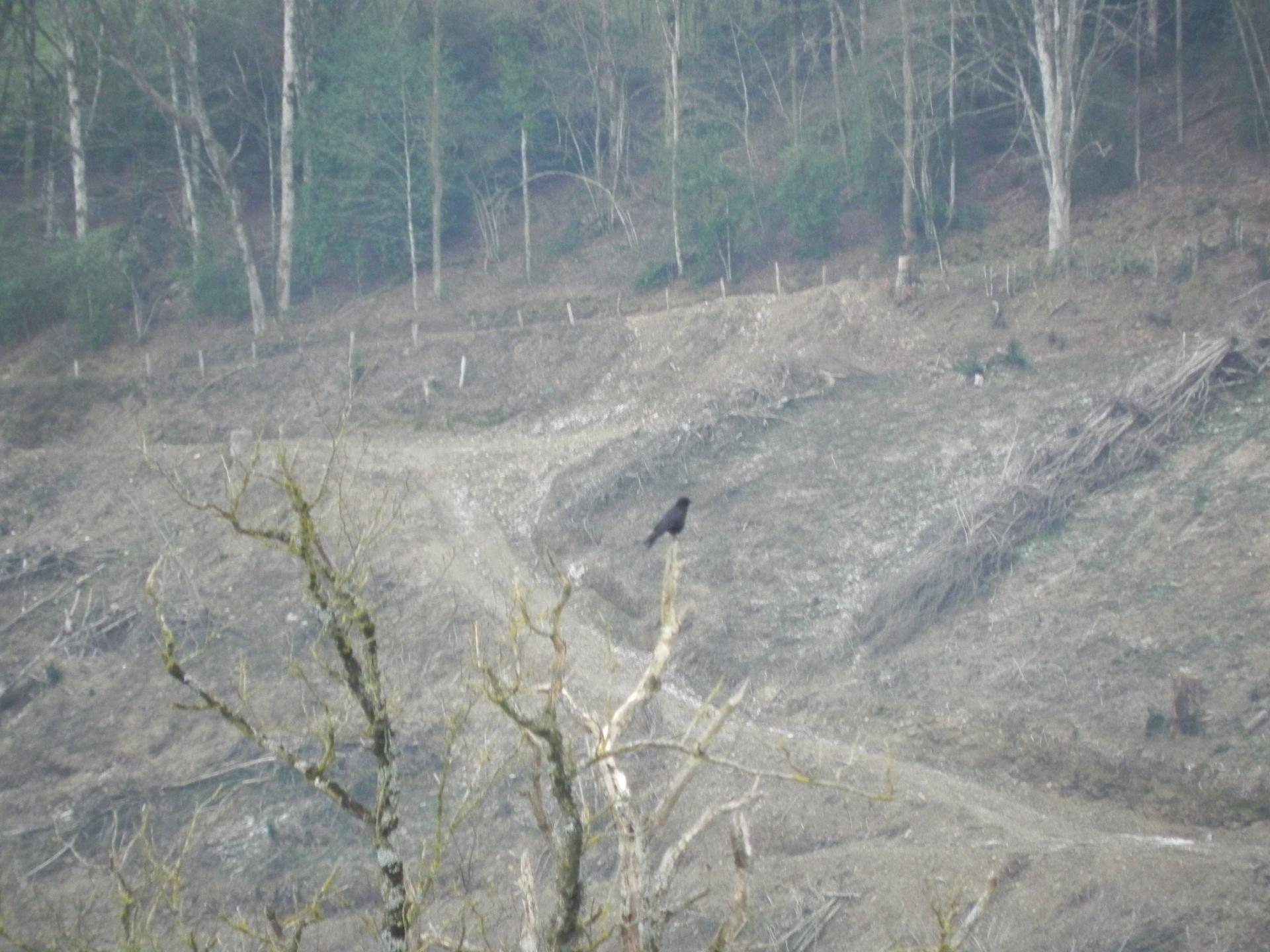 Forêt ravagée